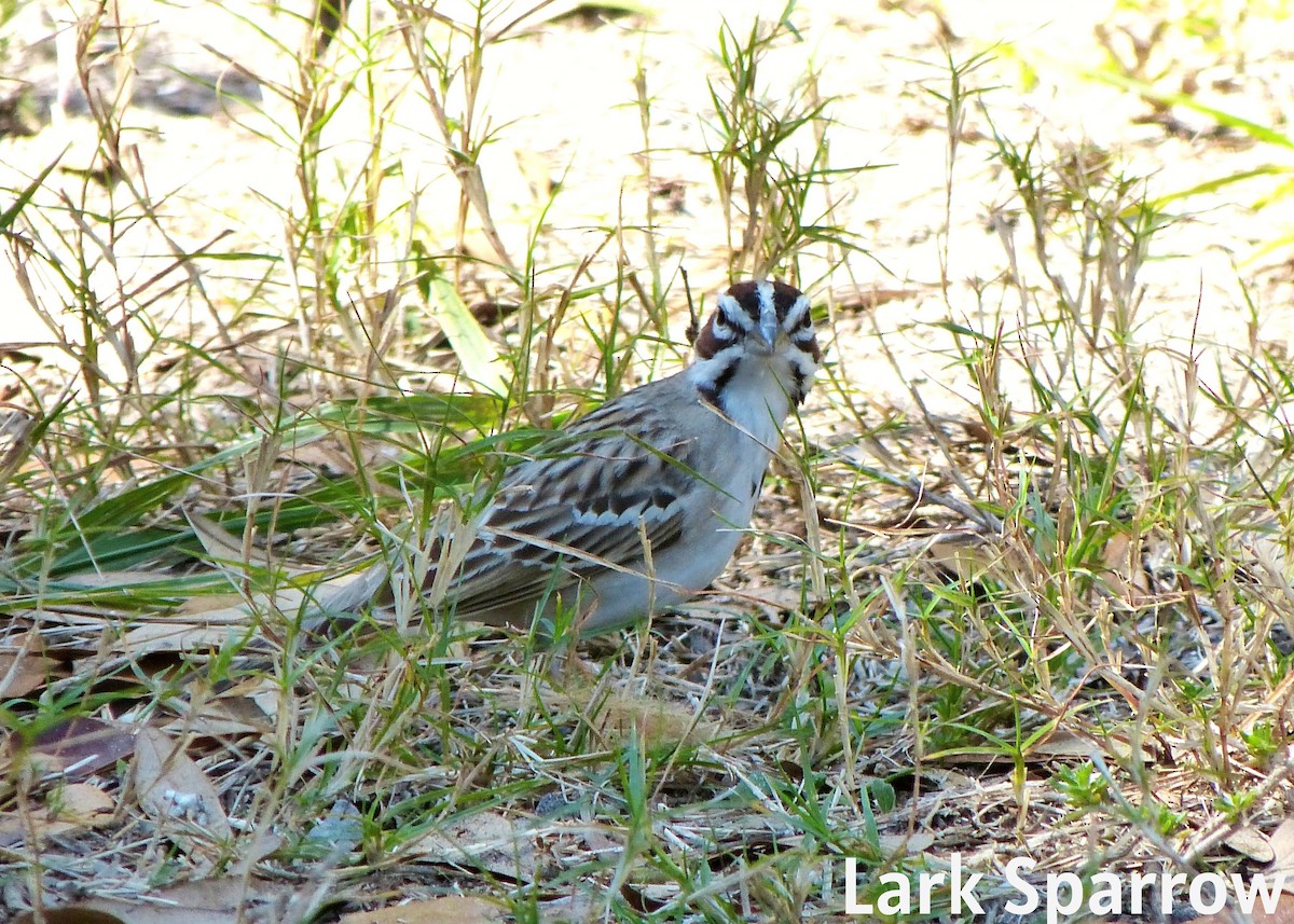 Lark Sparrow - ML647024539
