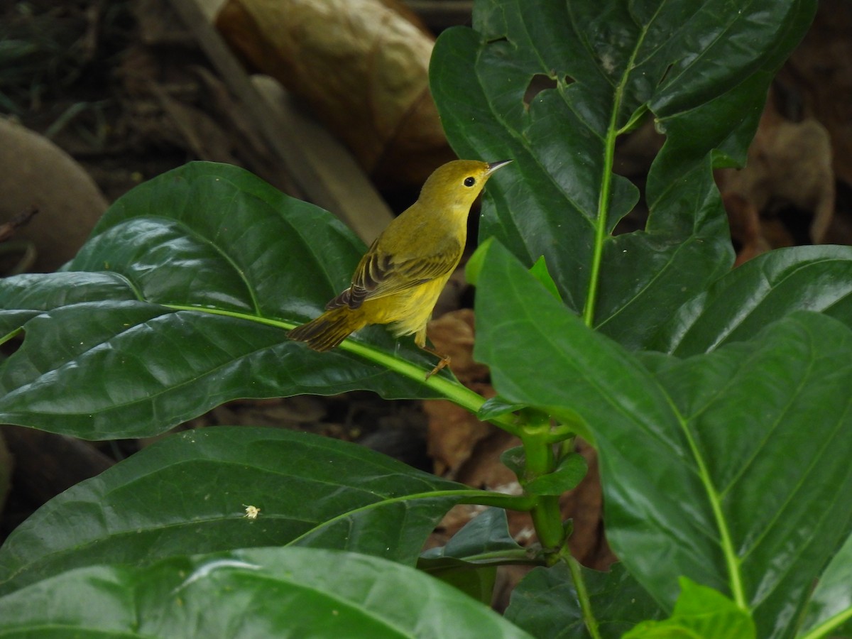 Northern Yellow Warbler - ML647024540