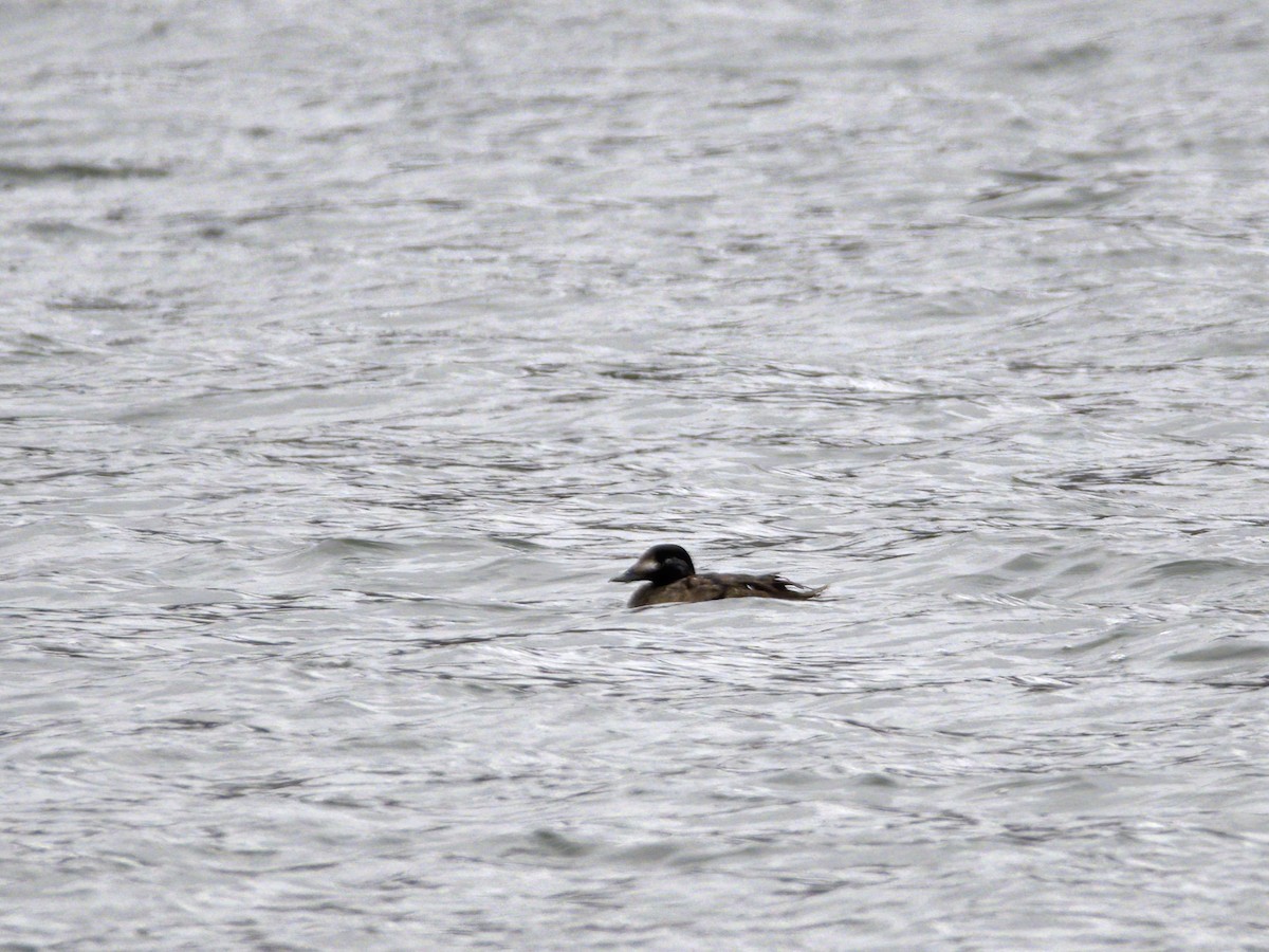 turpan kanadský - ML647024551