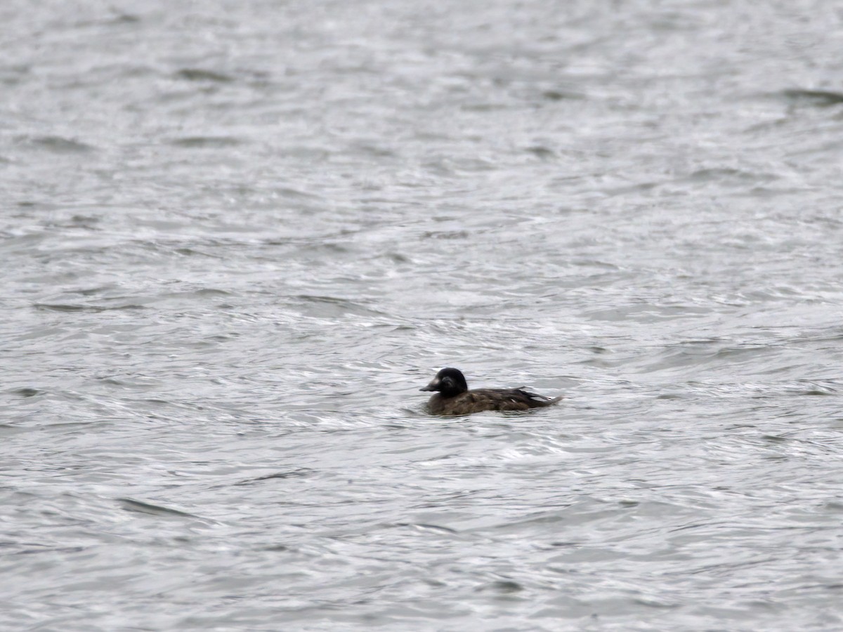 turpan kanadský - ML647024552