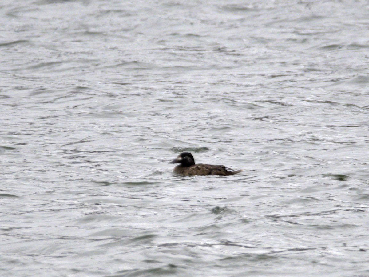 turpan kanadský - ML647024553