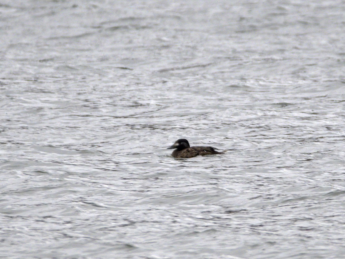 turpan kanadský - ML647024554