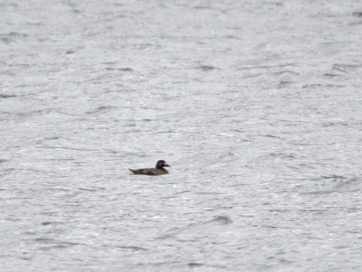 turpan kanadský - ML647024556