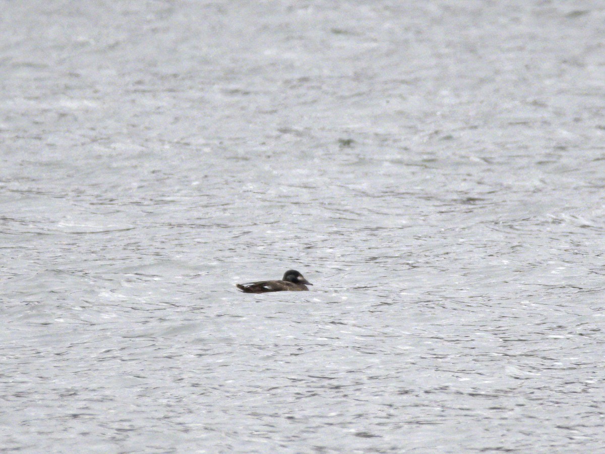 turpan kanadský - ML647024557