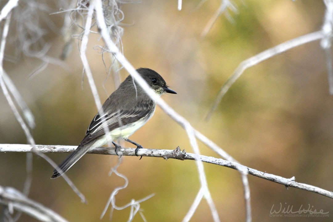 Mosquero Fibí - ML647024567