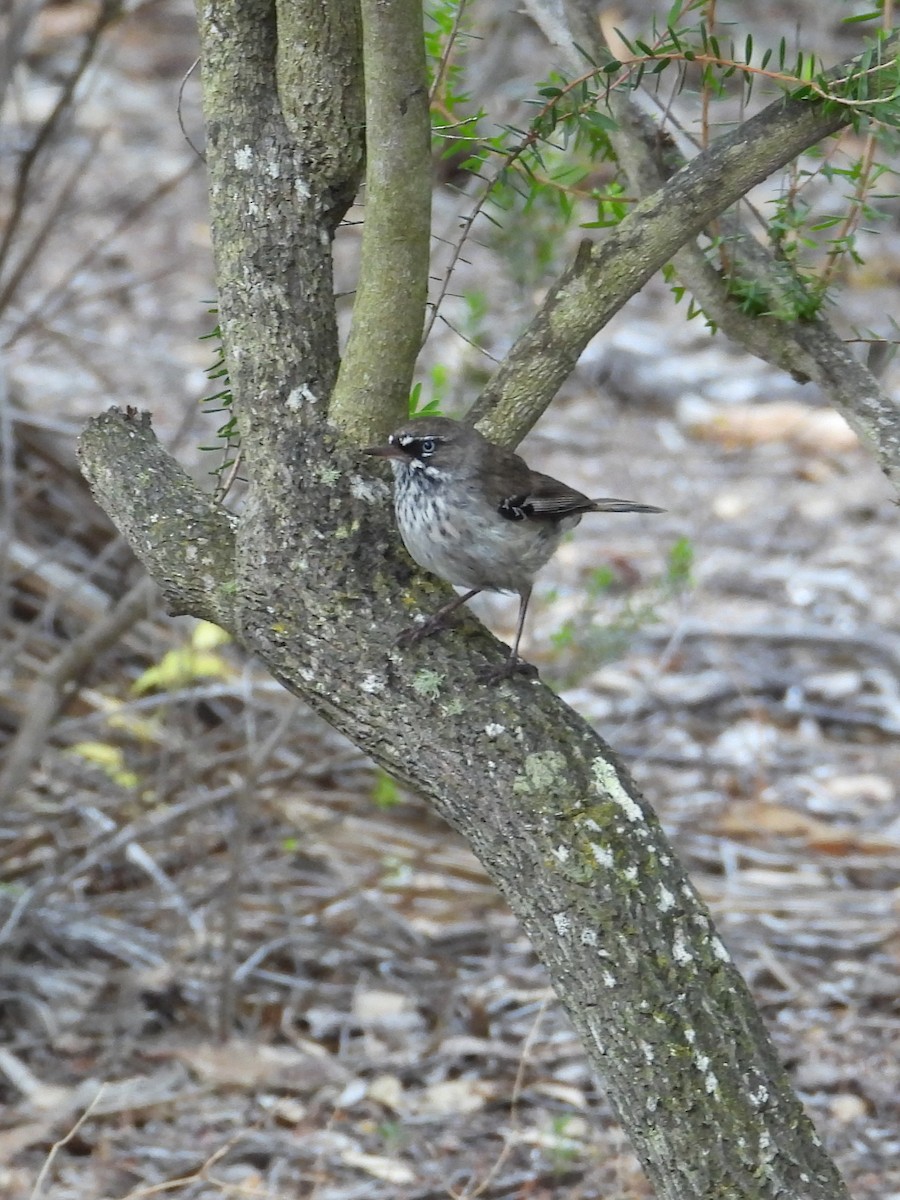 Benekli Serikornis - ML647024568