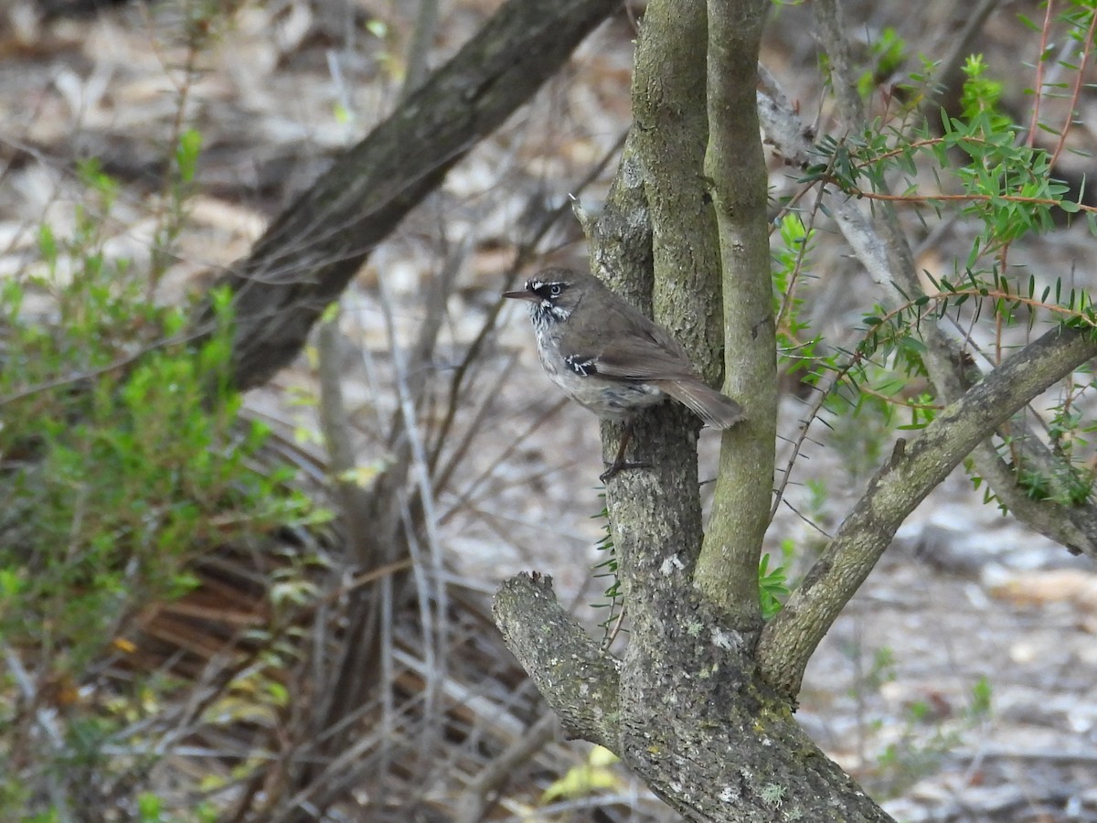 Benekli Serikornis - ML647024569