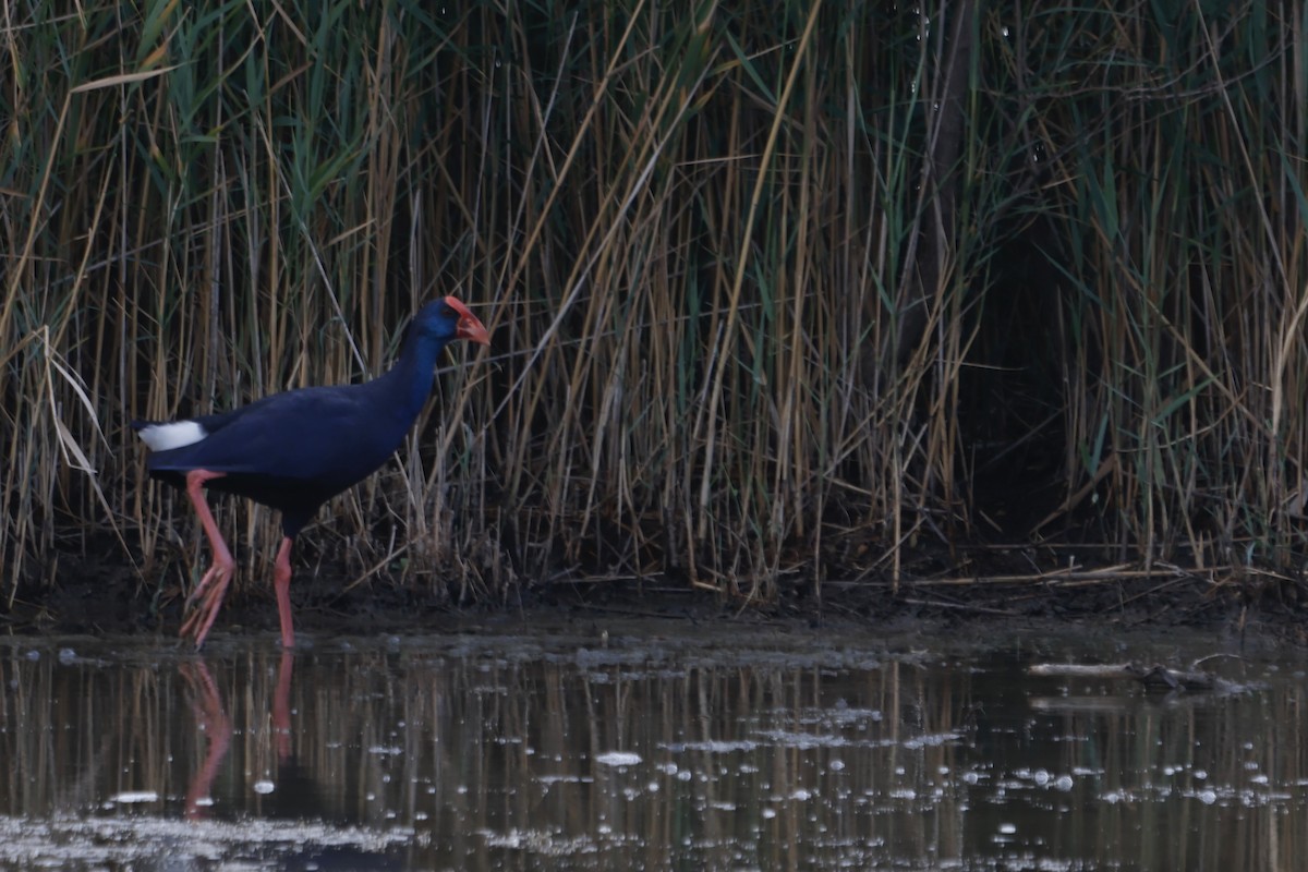 Common Swift - ML647024571