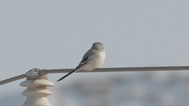 Alcaudón Chino - ML647024595