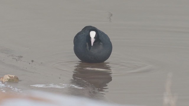 Focha Común - ML647024598