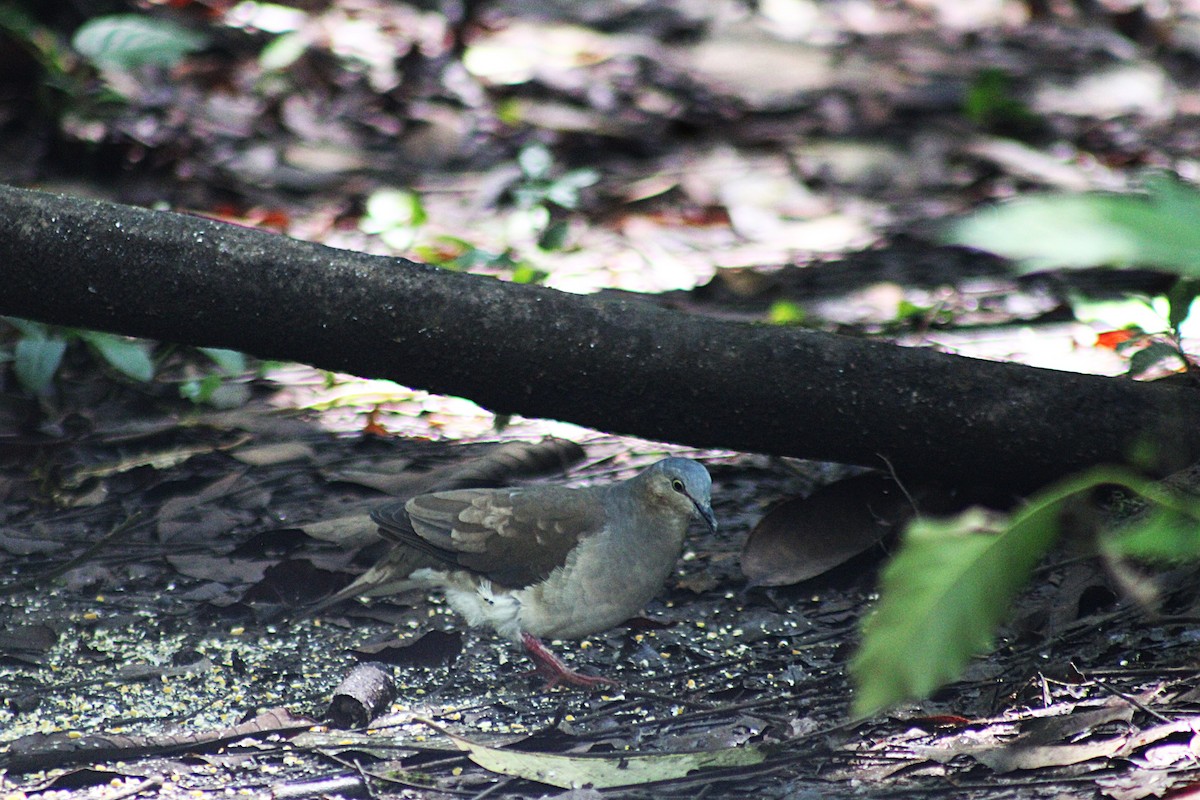 Gray-headed Dove - ML647024601