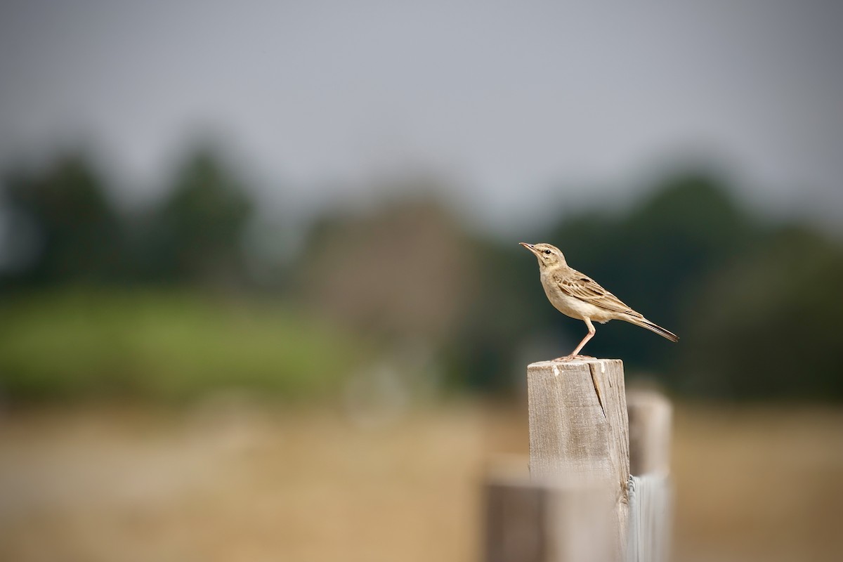 Tawny Pipit - ML647024603