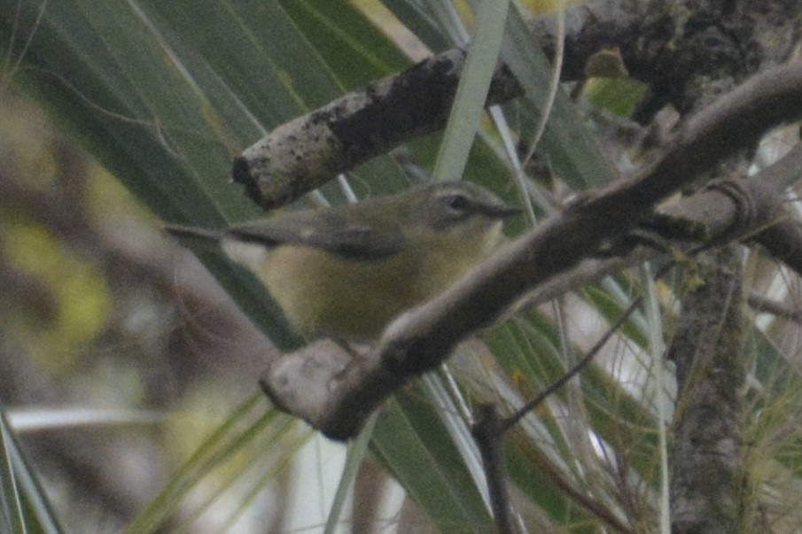 סבכון שחור-גרון - ML647024614