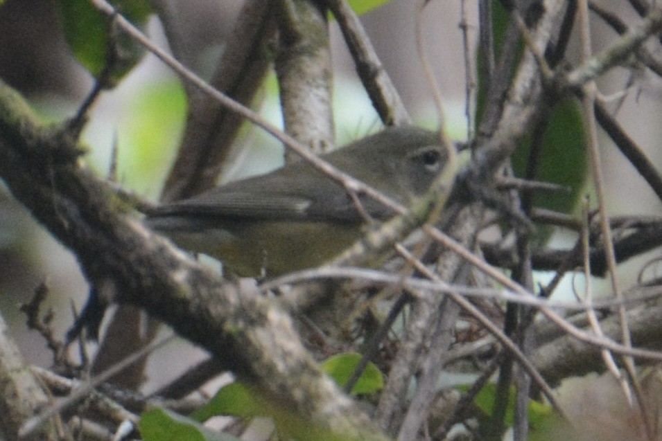 סבכון שחור-גרון - ML647024615