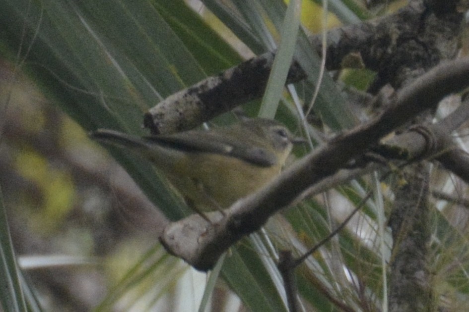 סבכון שחור-גרון - ML647024616
