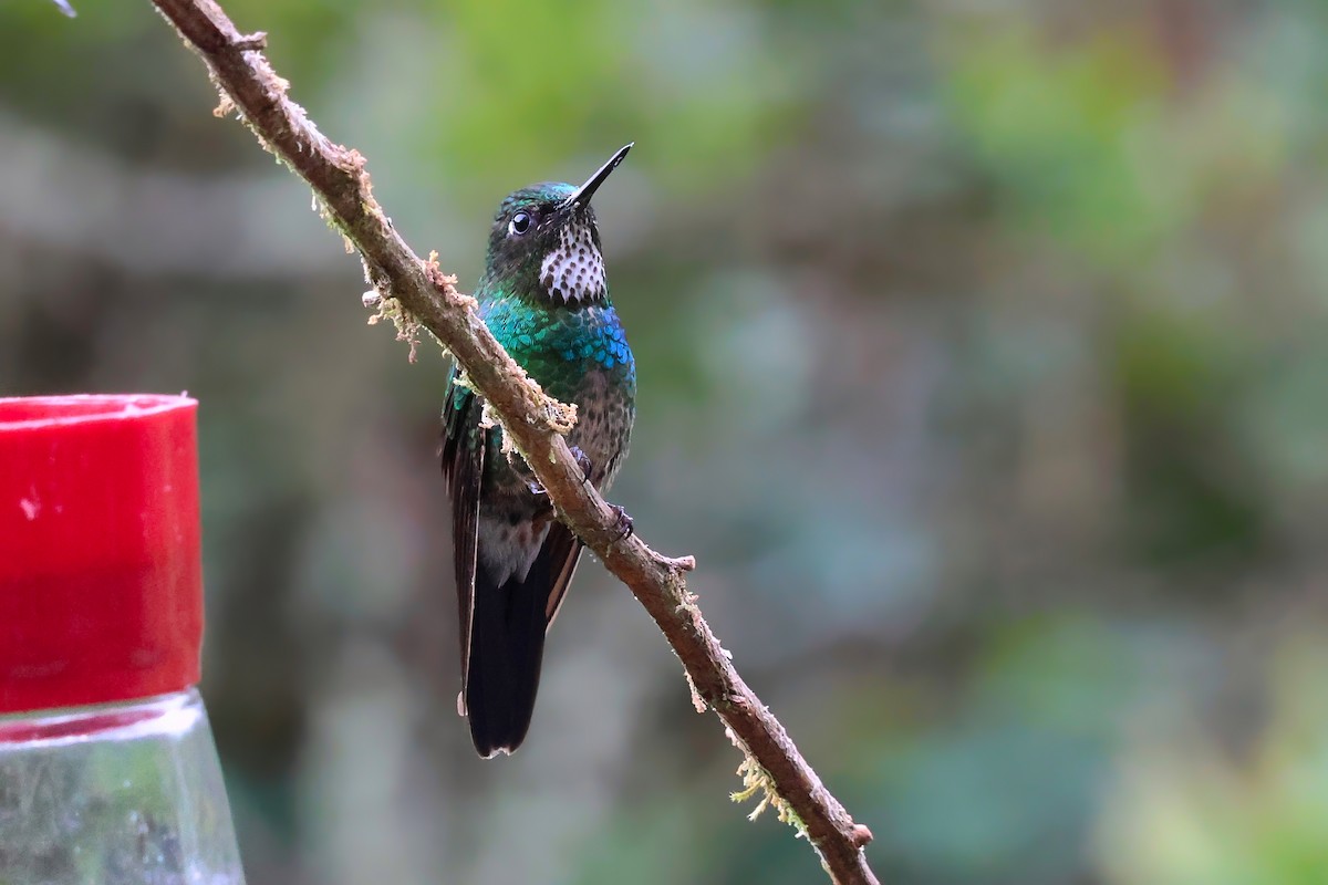 Tourmaline Sunangel - ML647024618