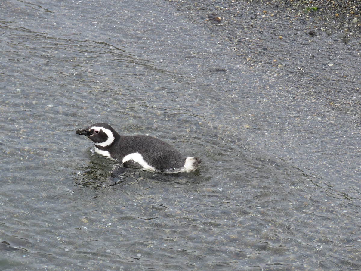 Magellanic Penguin - ML647024622