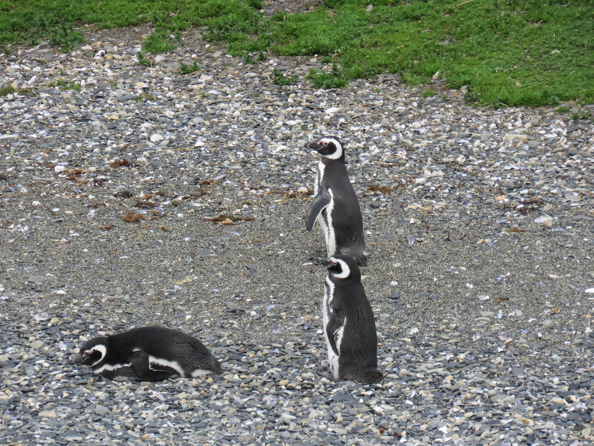 Magellanic Penguin - ML647024623