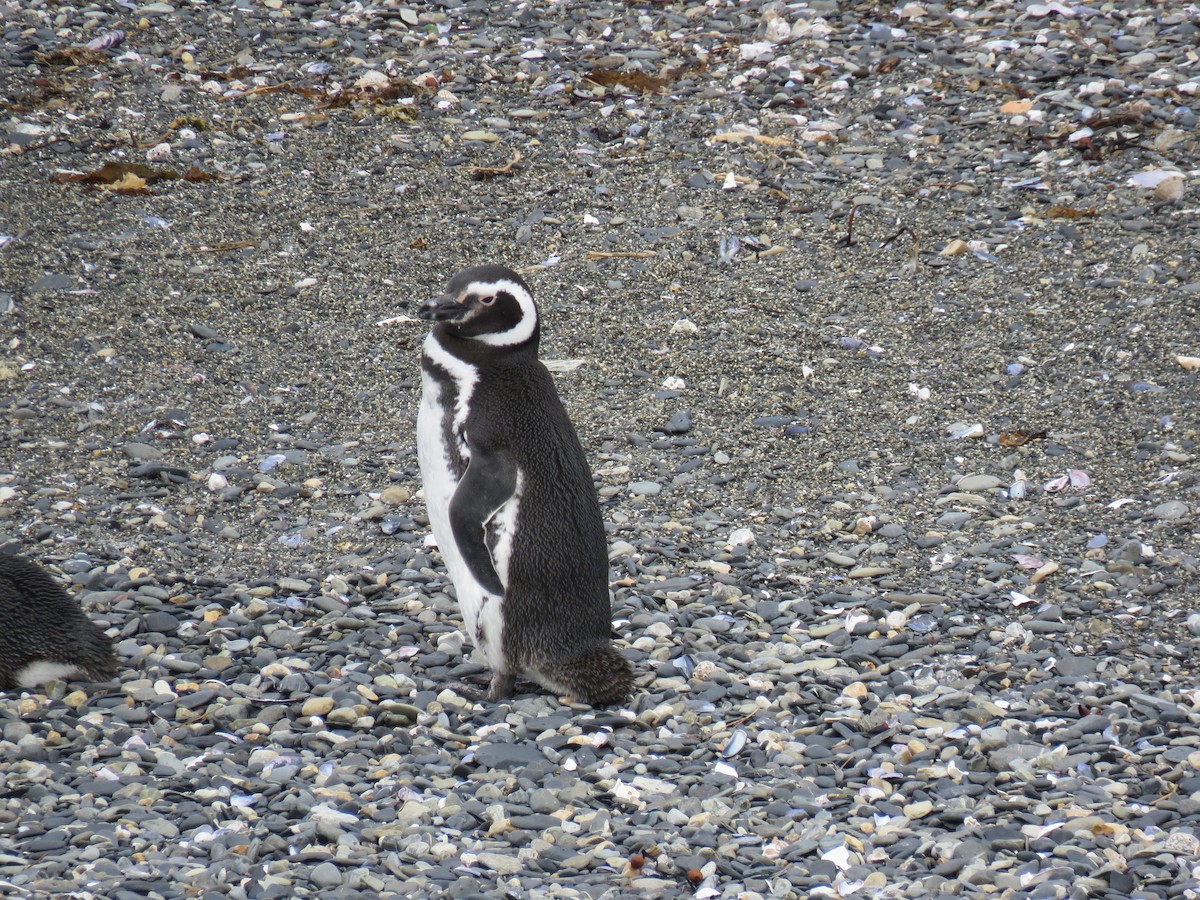 Magellanic Penguin - ML647024626