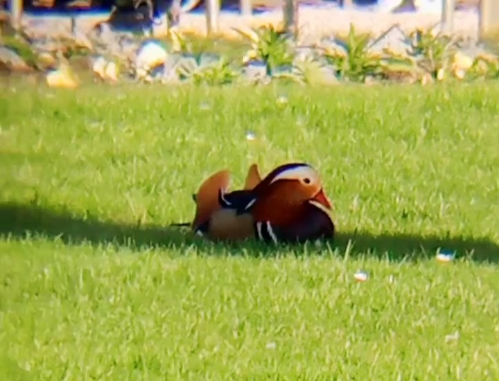 Мандаринка - ML647024630