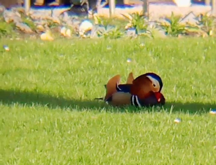 Мандаринка - ML647024632