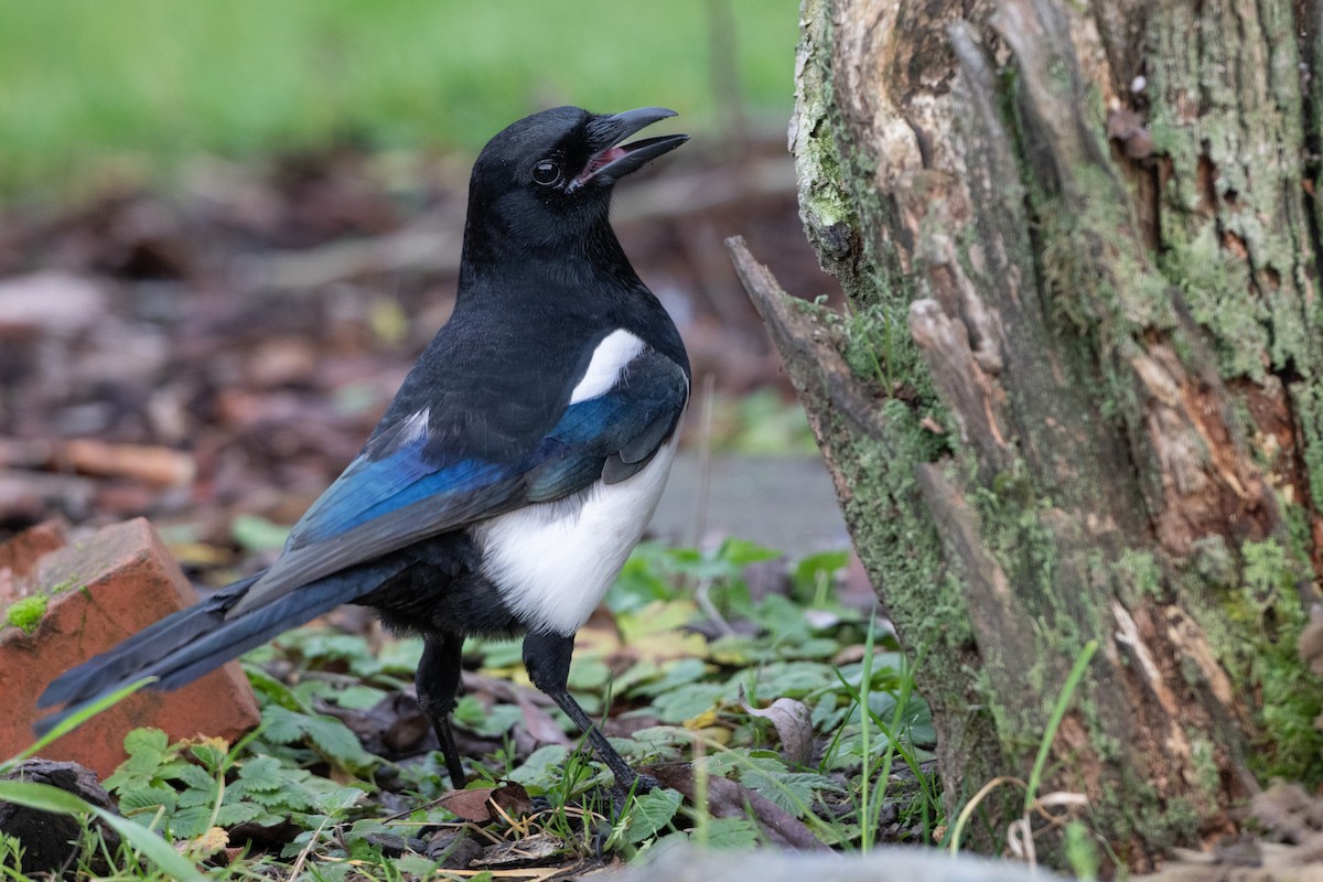Eurasian Magpie - ML647024634