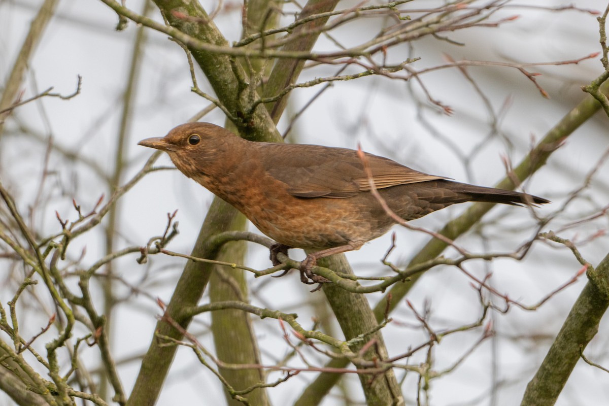 Eurasian Blackbird - ML647024637