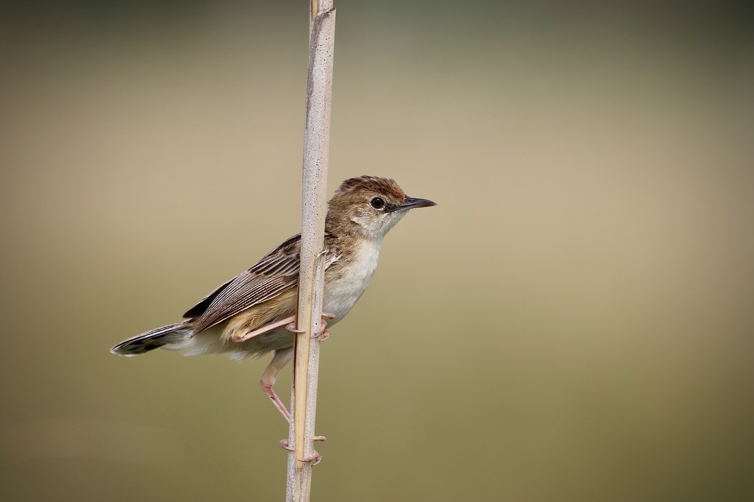 Zitting Cisticola - ML647024646
