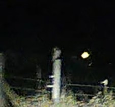 owl sp. - ML647024650