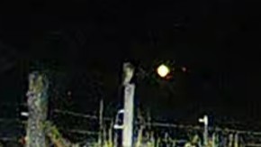 owl sp. - ML647024651