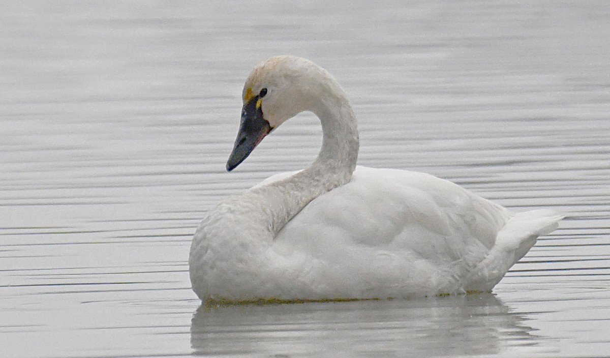 小天鵝 - ML647024652