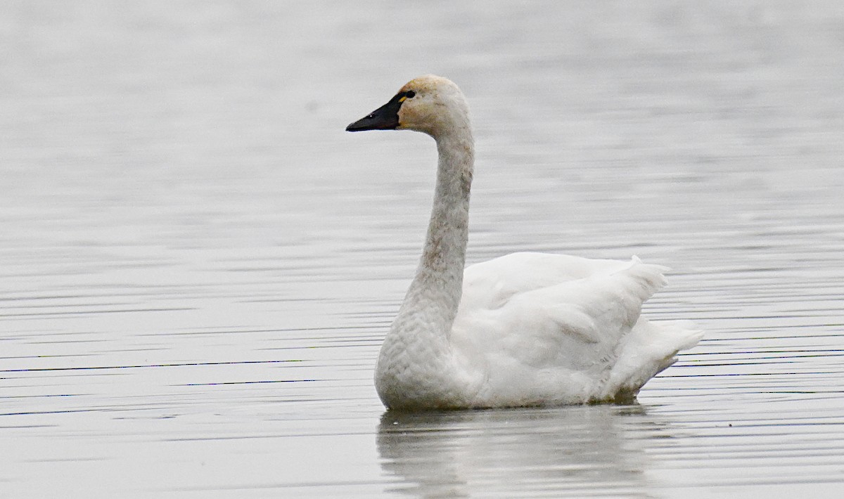 小天鵝 - ML647024658