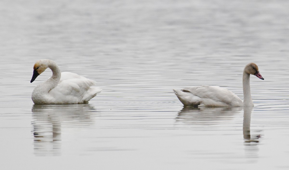 小天鵝 - ML647024660