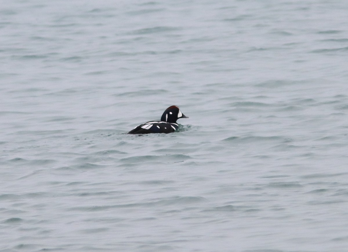 Harlequin Duck - ML647024675