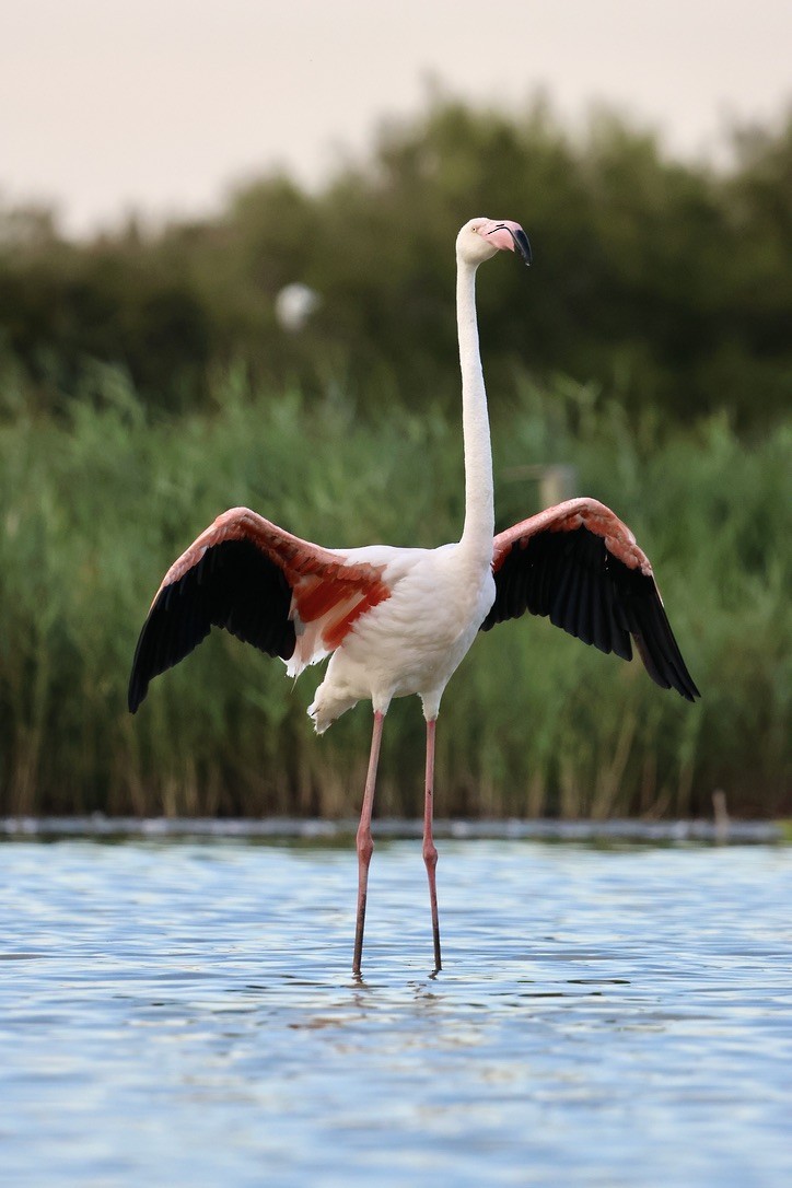 Greater Flamingo - ML647024687
