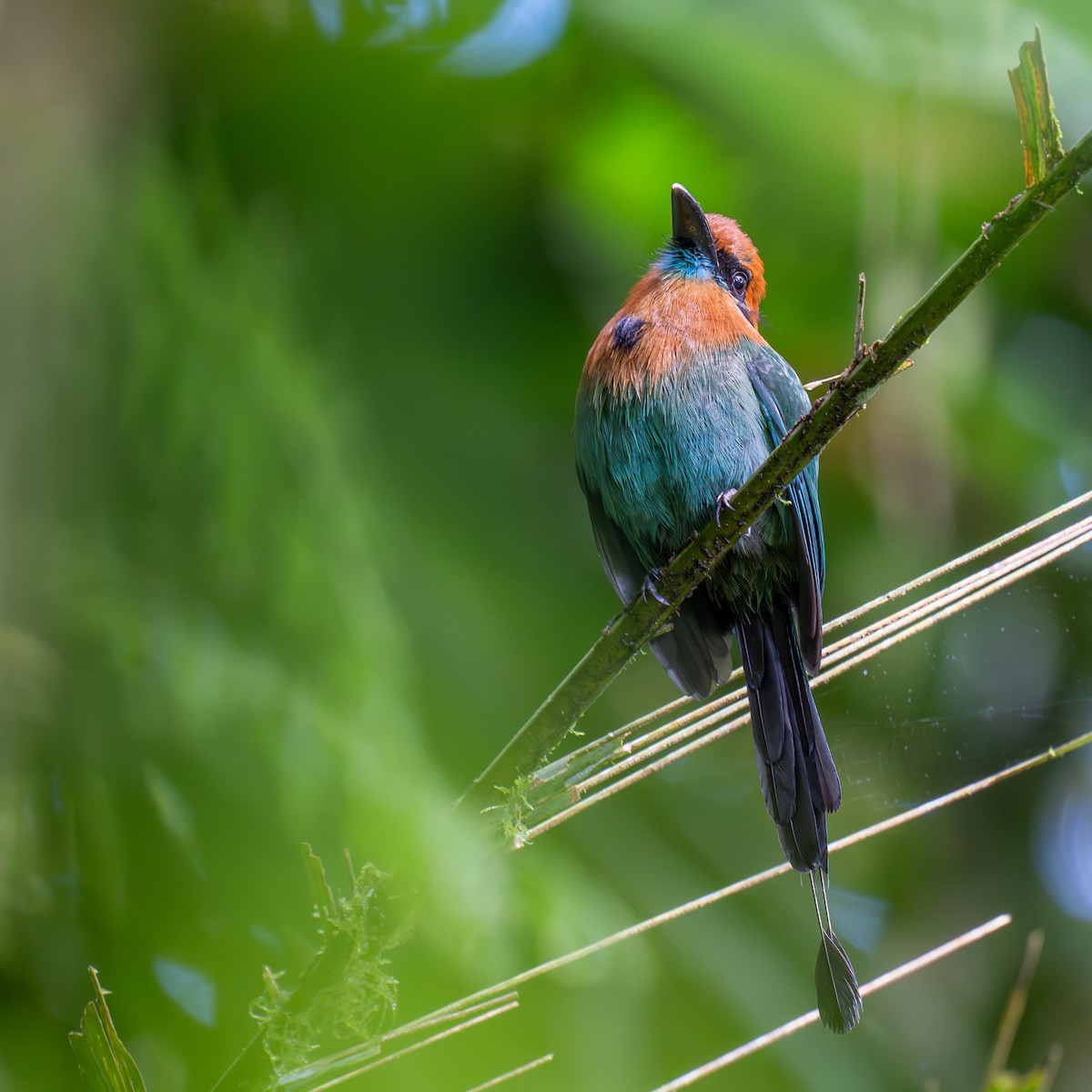 Broad-billed Motmot - ML647024694