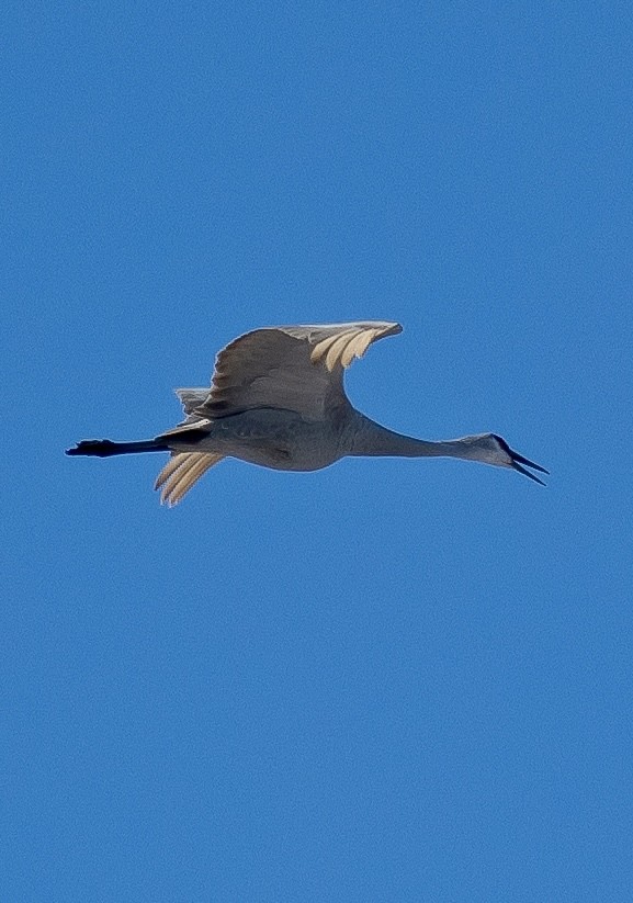 Sandhill Crane - ML647024695