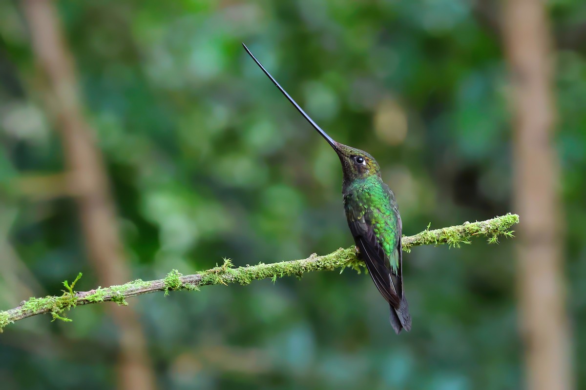 Sword-billed Hummingbird - ML647024700
