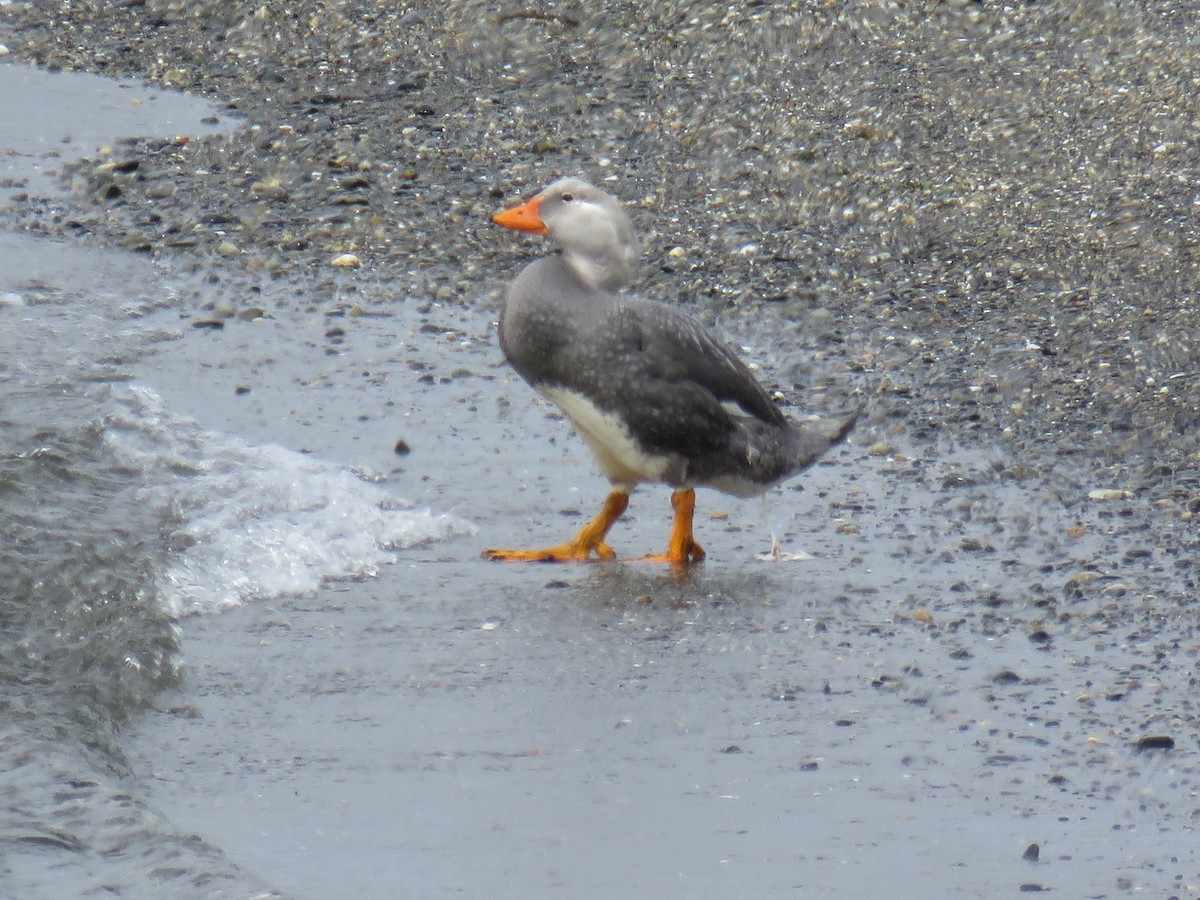 オオフナガモ - ML647024705