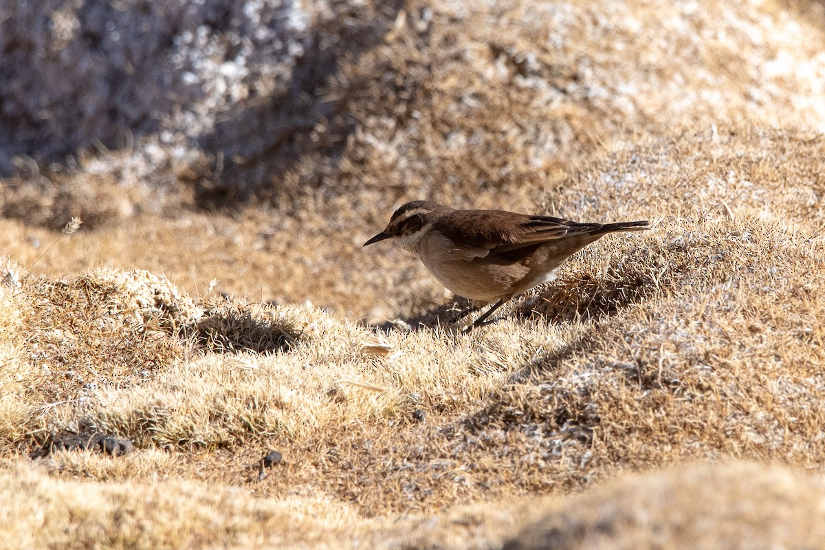 White-winged Cinclodes - ML647024713