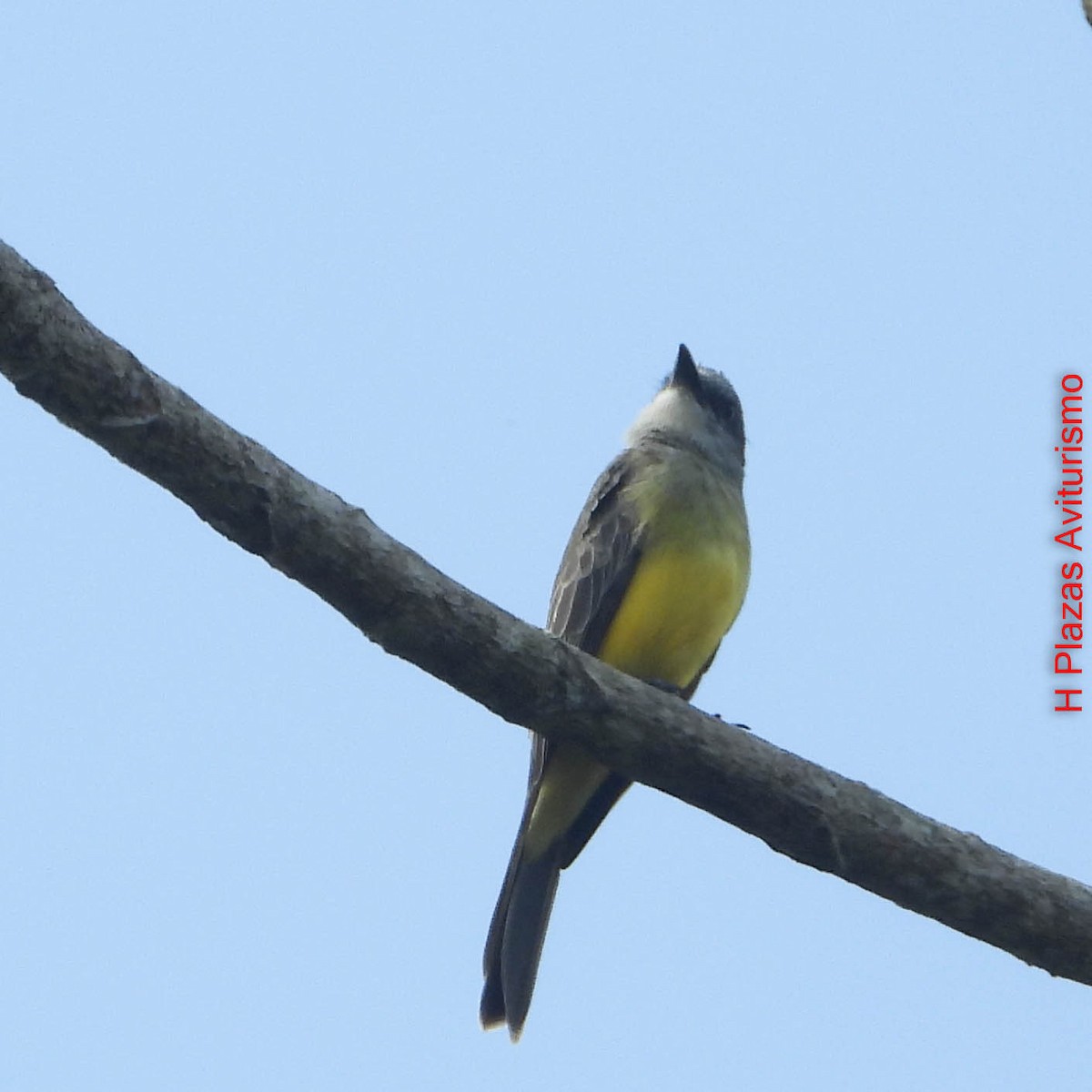 Tropical Kingbird - ML647024716