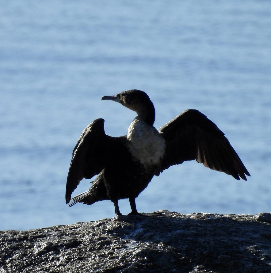 Баклан великий - ML647024722