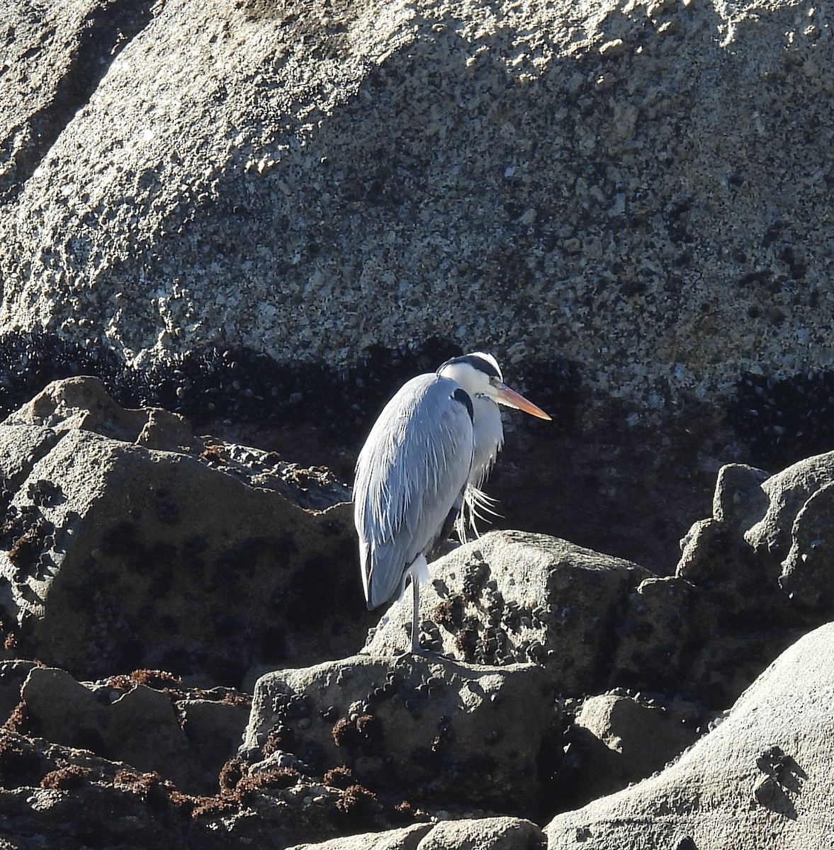 Чапля сіра - ML647024729