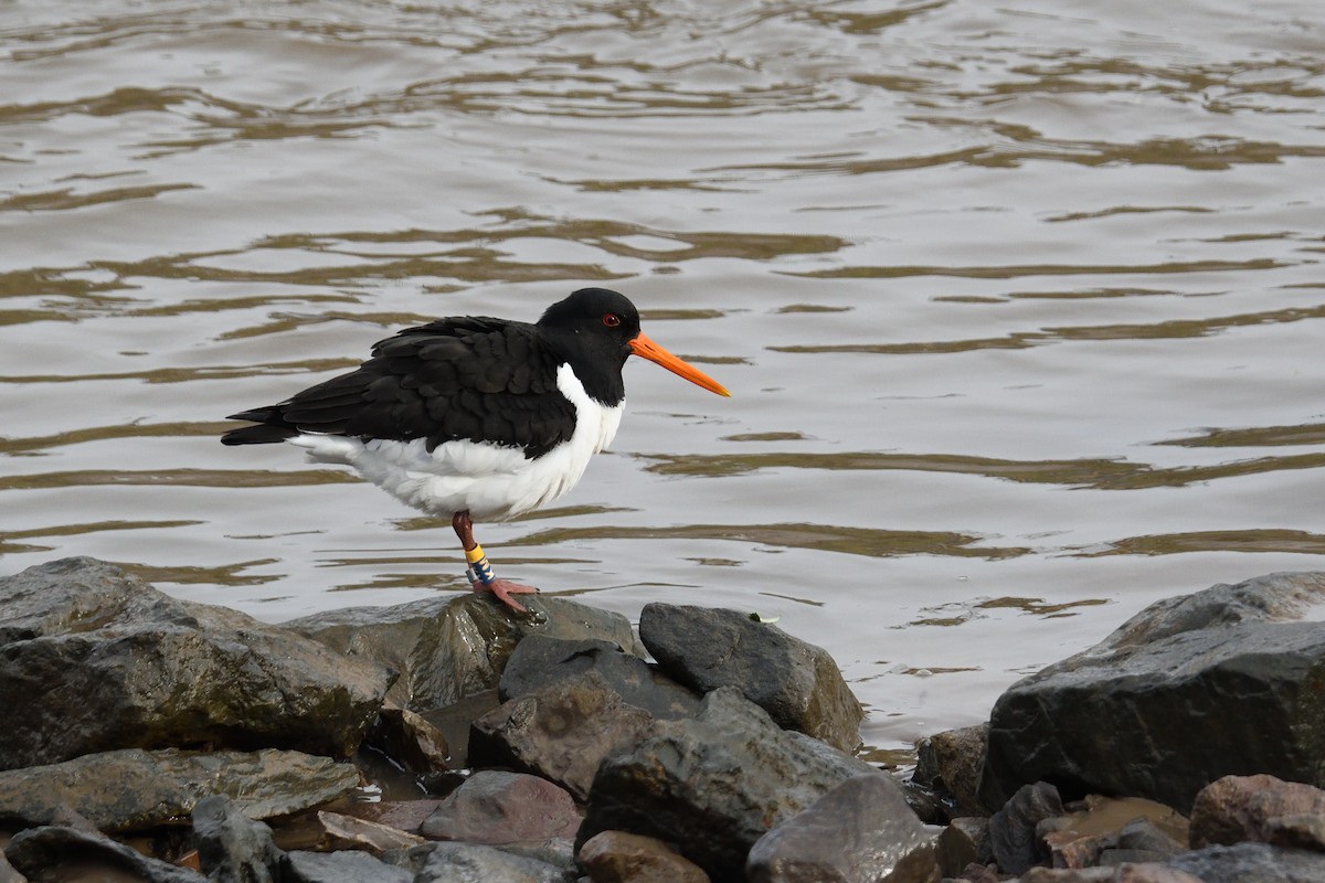 Eurasian Oystercatcher - ML647024734