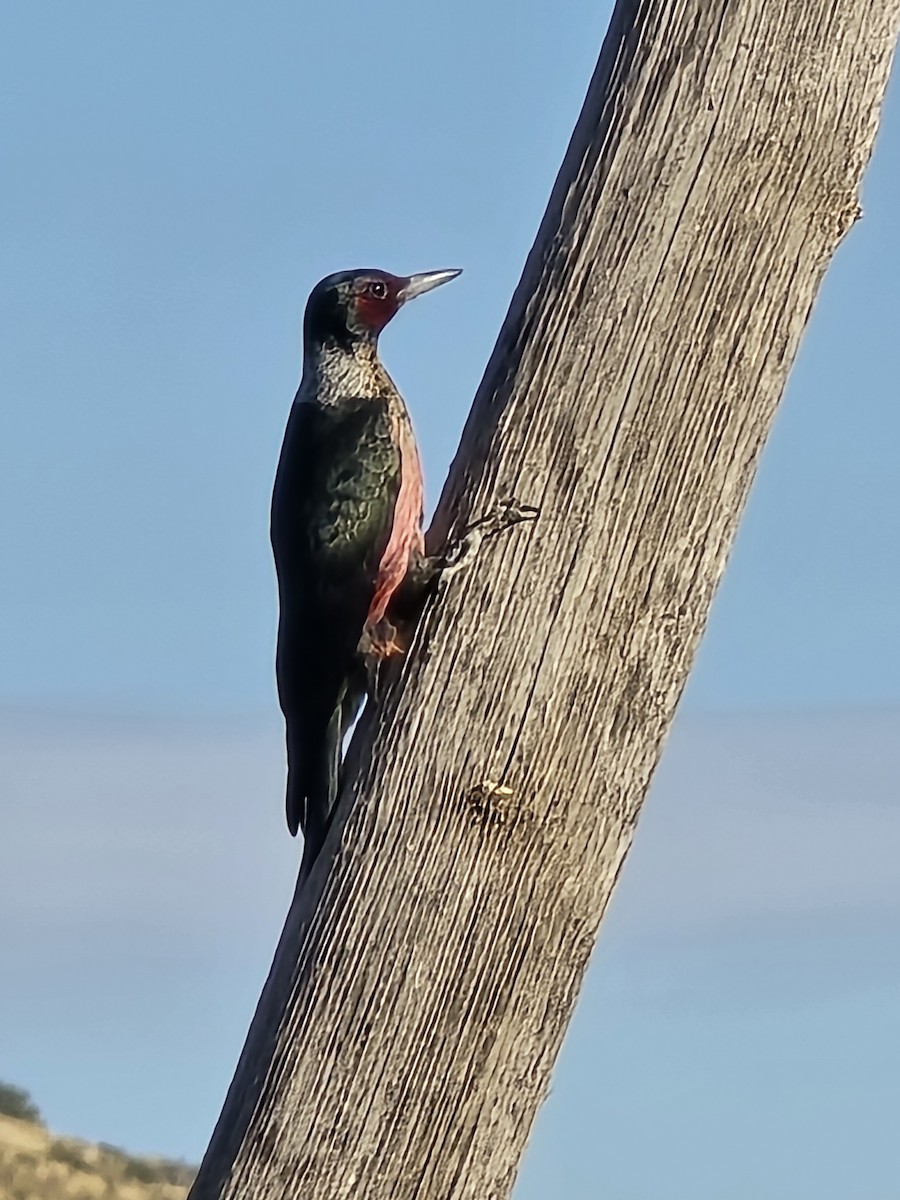 Lewis's Woodpecker - ML647024736