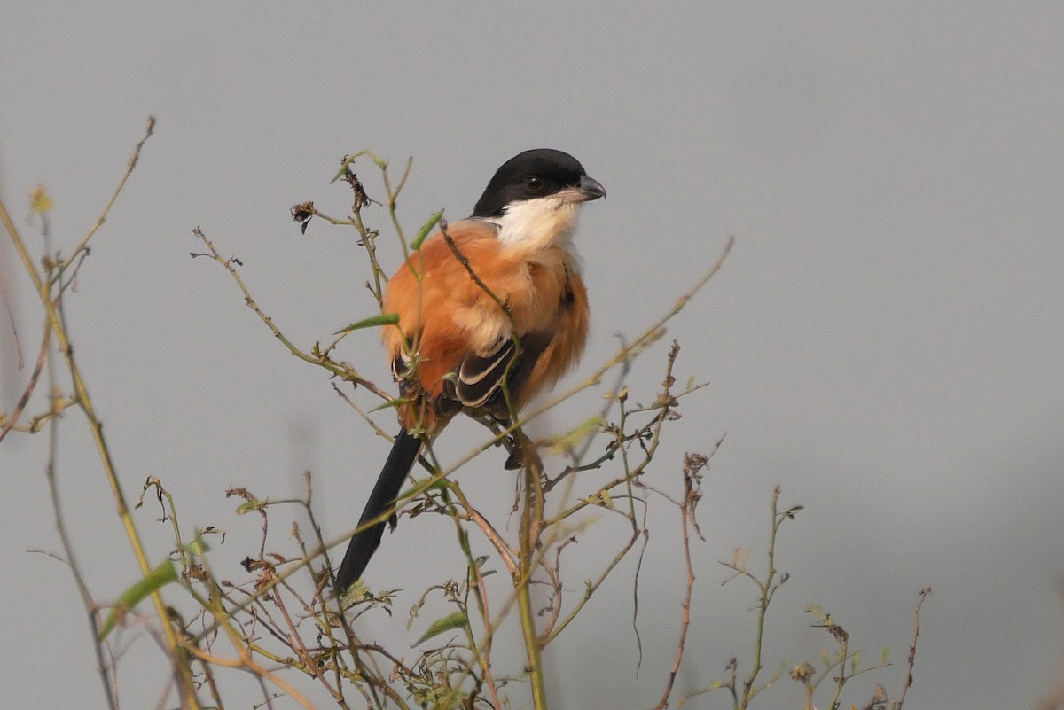 Uzun Kuyruklu Örümcekkuşu (tricolor/longicaudatus) - ML647024739