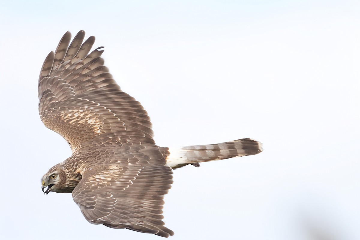 זרון תכול - ML647024759