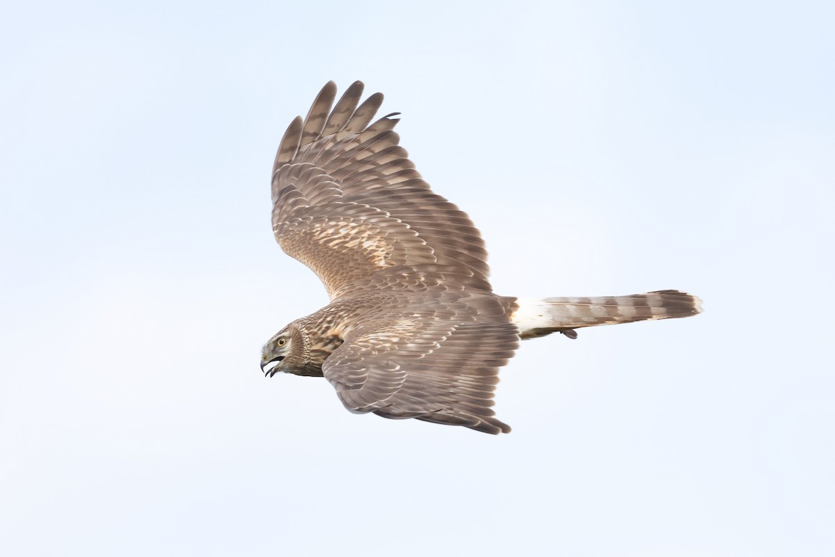 זרון תכול - ML647024760