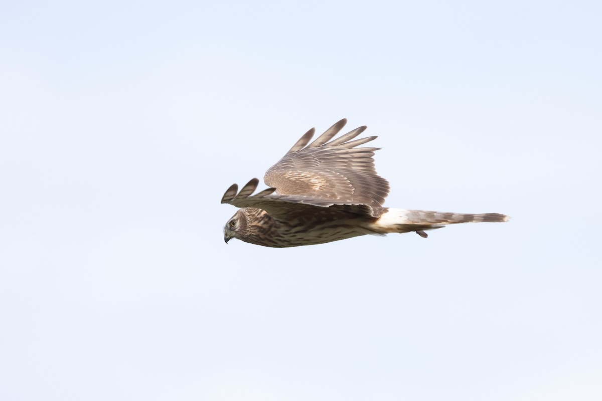 זרון תכול - ML647024761