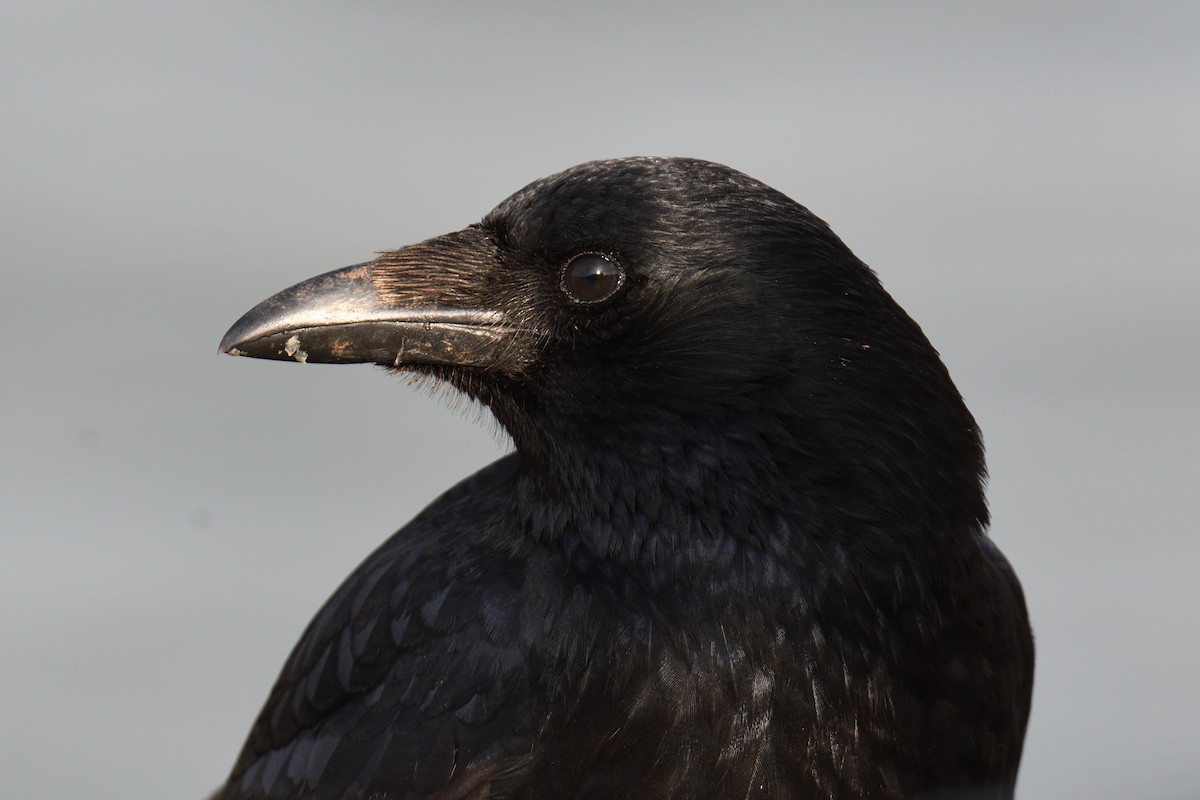 Carrion Crow - ML647024763